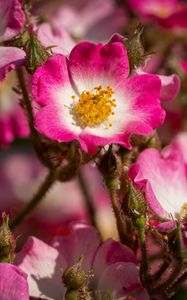 Preview wallpaper rose hips, petals, pink, flowers