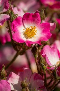 Preview wallpaper rose hips, petals, pink, flowers