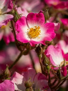 Preview wallpaper rose hips, petals, pink, flowers