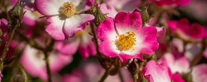 Preview wallpaper rose hips, petals, pink, flowers