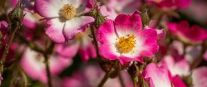 Preview wallpaper rose hips, petals, pink, flowers