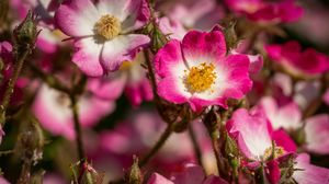 Preview wallpaper rose hips, petals, pink, flowers