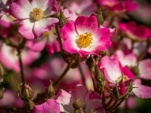 Preview wallpaper rose hips, petals, pink, flowers