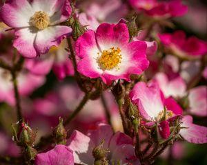 Preview wallpaper rose hips, petals, pink, flowers