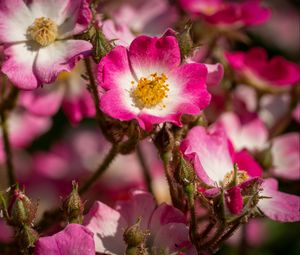 Preview wallpaper rose hips, petals, pink, flowers