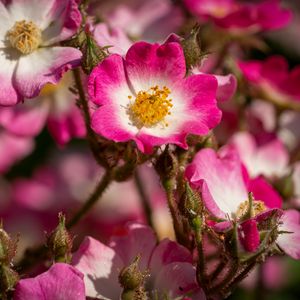 Preview wallpaper rose hips, petals, pink, flowers