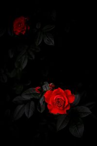 Preview wallpaper rose, leaves, bud, petals, flower, black background