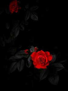 Preview wallpaper rose, leaves, bud, petals, flower, black background