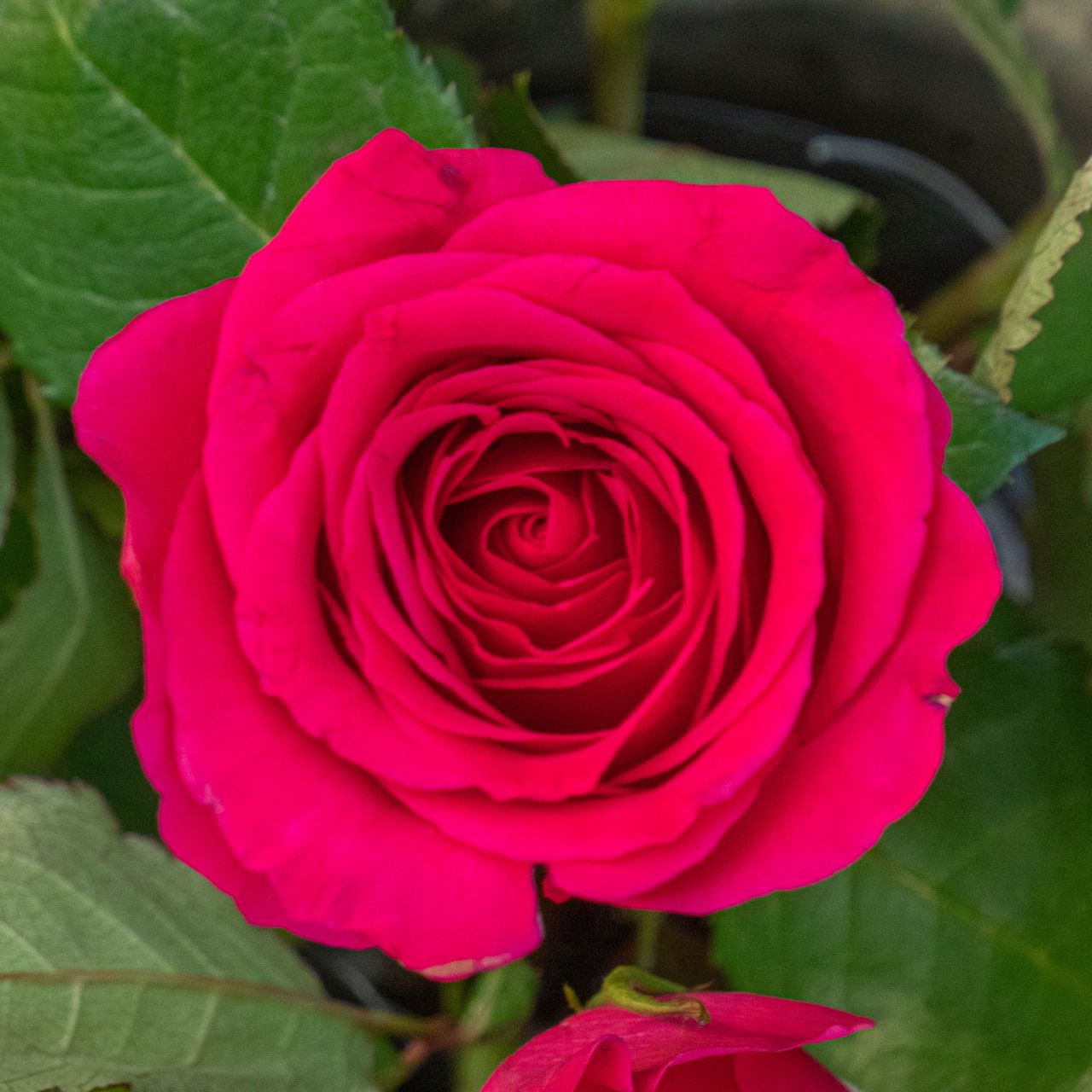 1280x1280 Wallpaper rose, leaves, petals, flower, macro, pink