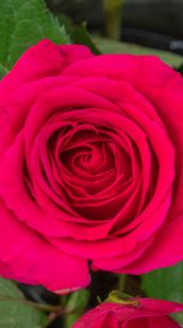 Preview wallpaper rose, leaves, petals, flower, macro, pink