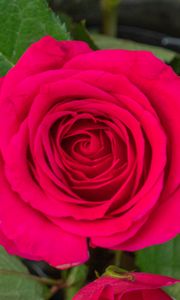 Preview wallpaper rose, leaves, petals, flower, macro, pink