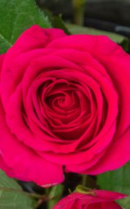 Preview wallpaper rose, leaves, petals, flower, macro, pink