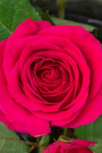 Preview wallpaper rose, leaves, petals, flower, macro, pink