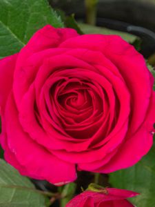 Preview wallpaper rose, leaves, petals, flower, macro, pink