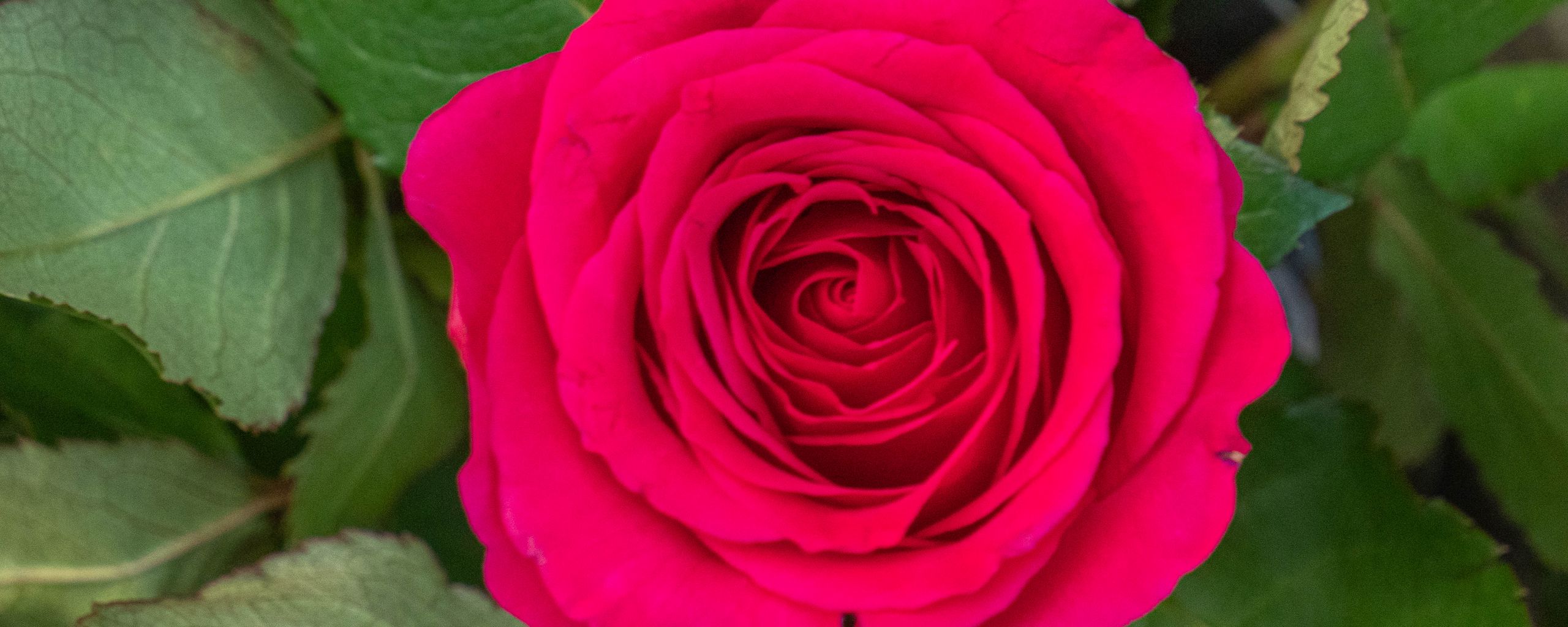 2560x1024 Wallpaper rose, leaves, petals, flower, macro, pink