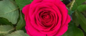 Preview wallpaper rose, leaves, petals, flower, macro, pink