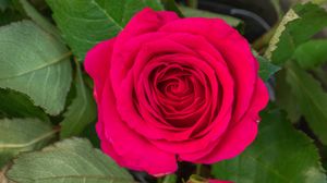 Preview wallpaper rose, leaves, petals, flower, macro, pink