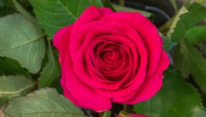 Preview wallpaper rose, leaves, petals, flower, macro, pink