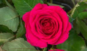 Preview wallpaper rose, leaves, petals, flower, macro, pink