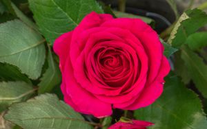 Preview wallpaper rose, leaves, petals, flower, macro, pink