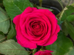 Preview wallpaper rose, leaves, petals, flower, macro, pink