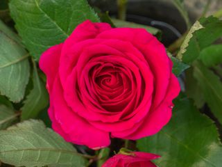 320x240 Wallpaper rose, leaves, petals, flower, macro, pink