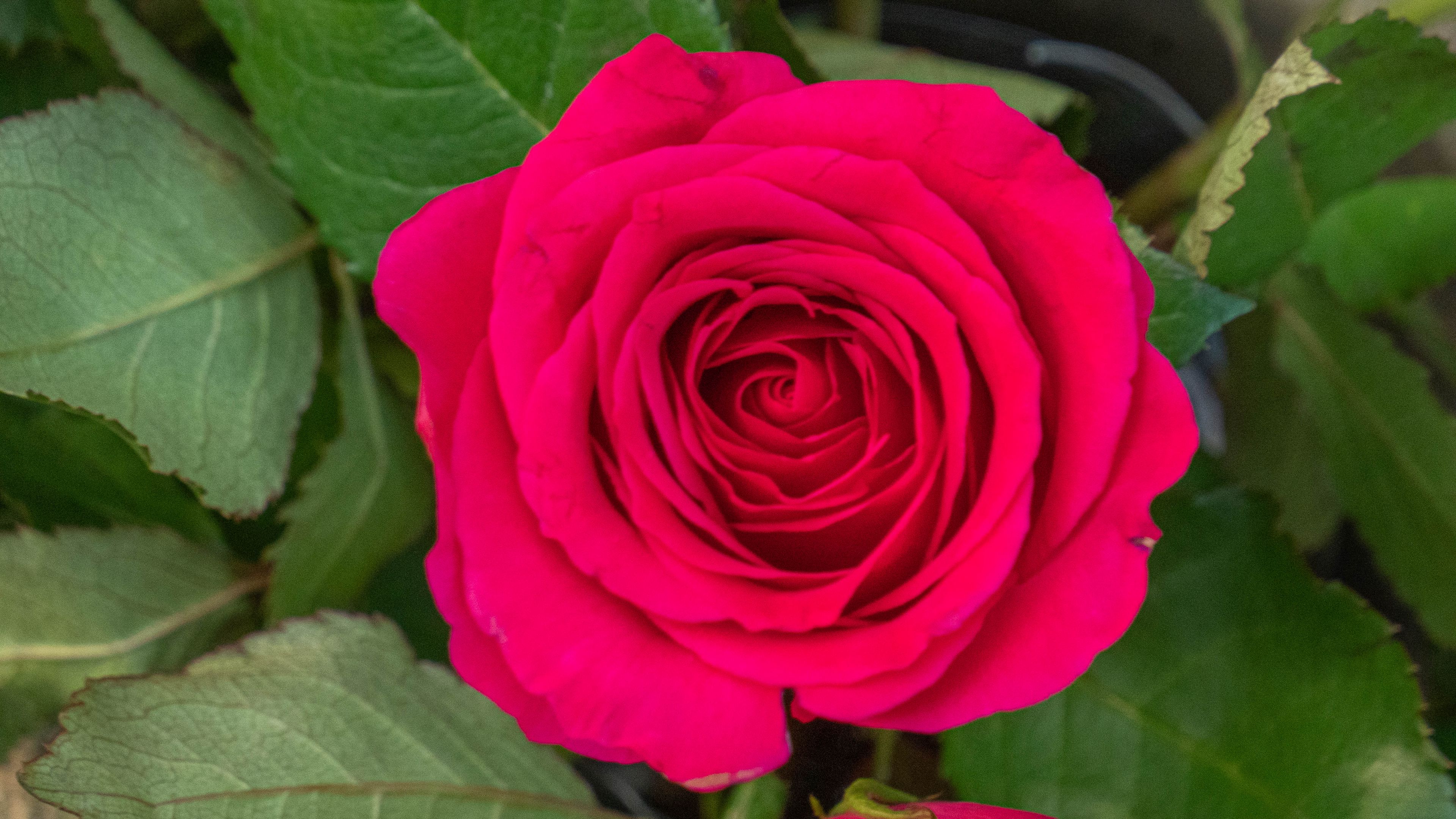 3840x2160 Wallpaper rose, leaves, petals, flower, macro, pink