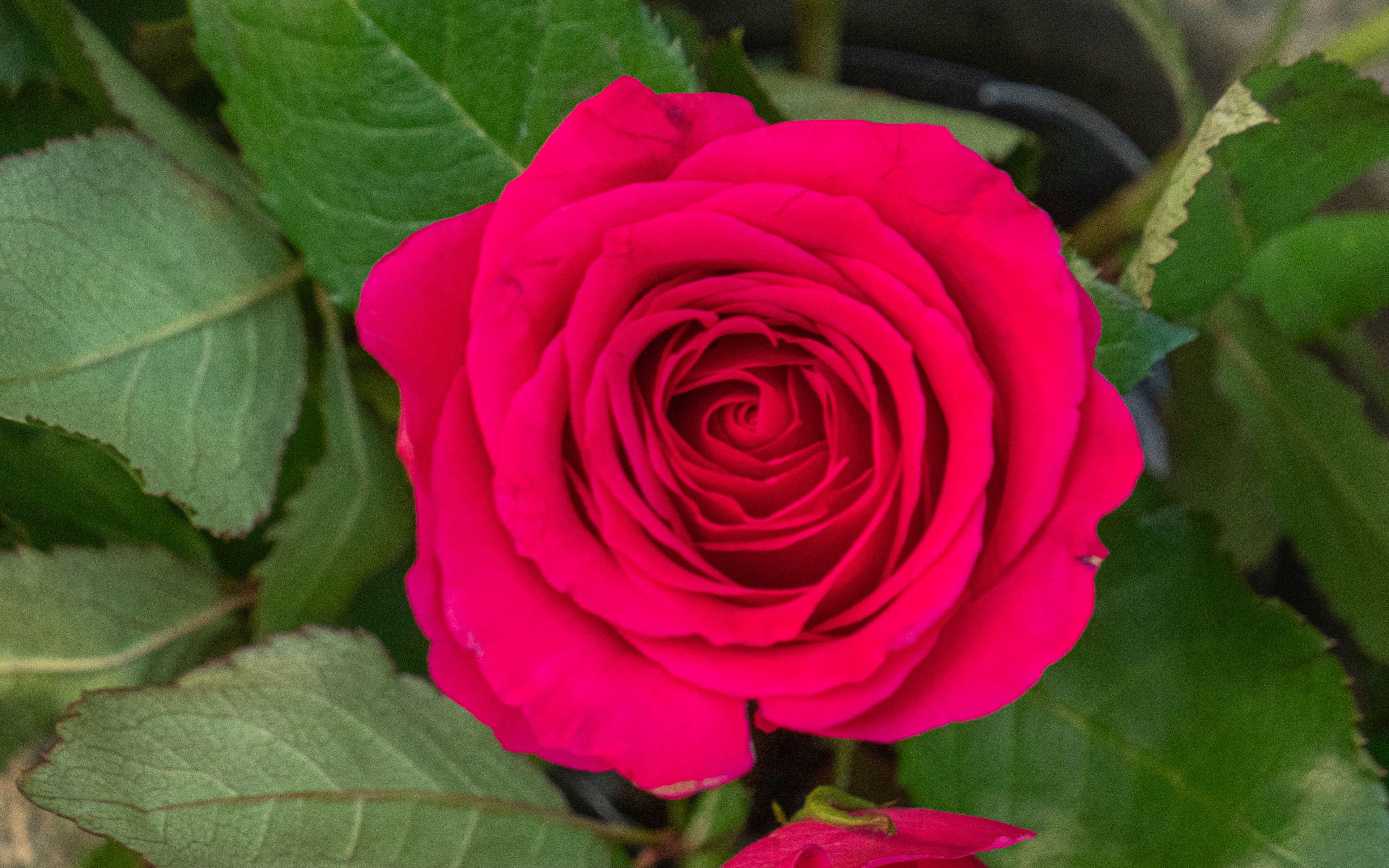 3840x2400 Wallpaper rose, leaves, petals, flower, macro, pink
