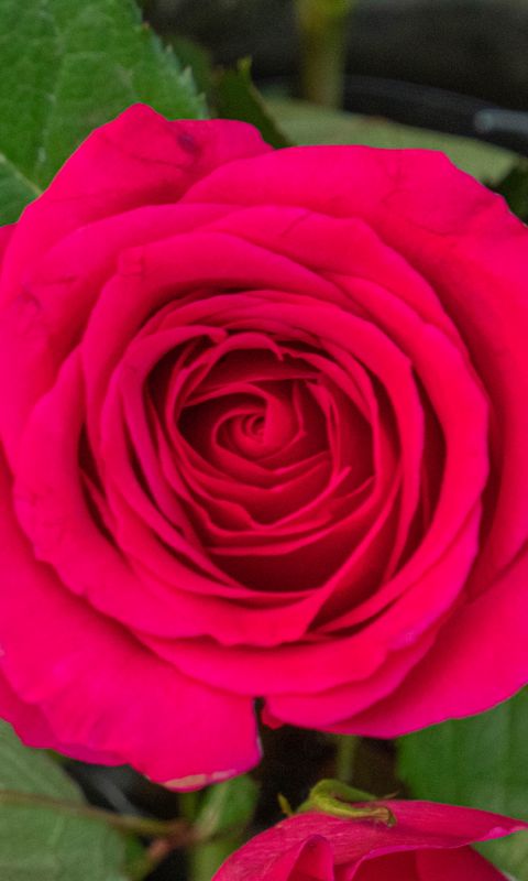 480x800 Wallpaper rose, leaves, petals, flower, macro, pink