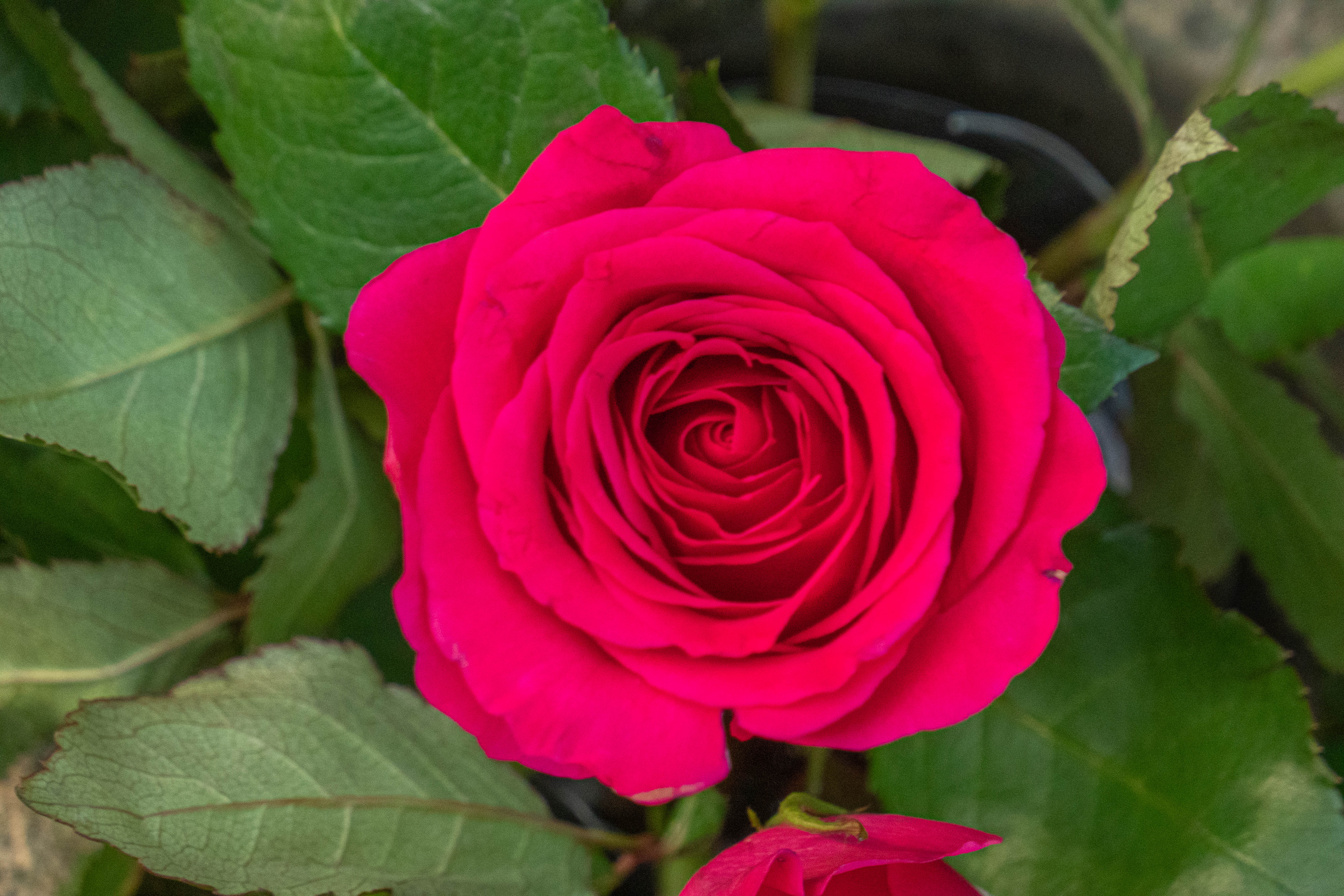5472x3648 Wallpaper rose, leaves, petals, flower, macro, pink
