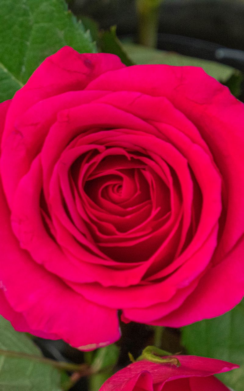 800x1280 Wallpaper rose, leaves, petals, flower, macro, pink