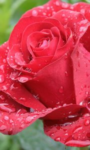 Preview wallpaper rose, leaves, petals, grass, drops, wet