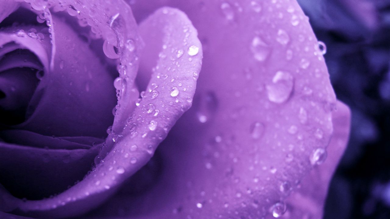 Wallpaper rose, lilac, macro, drops, dew