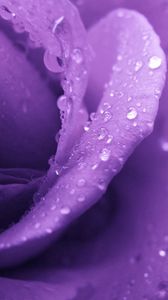 Preview wallpaper rose, lilac, macro, drops, dew