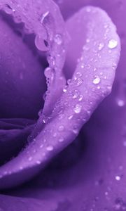 Preview wallpaper rose, lilac, macro, drops, dew