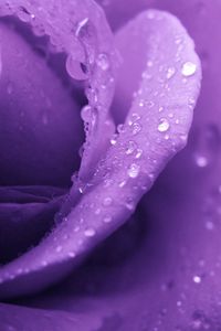 Preview wallpaper rose, lilac, macro, drops, dew