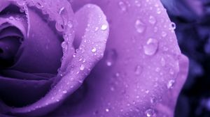 Preview wallpaper rose, lilac, macro, drops, dew