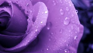 Preview wallpaper rose, lilac, macro, drops, dew