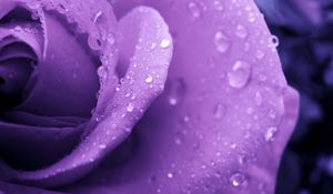 Preview wallpaper rose, lilac, macro, drops, dew