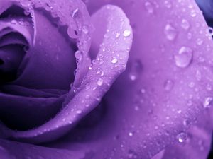 Preview wallpaper rose, lilac, macro, drops, dew