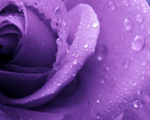 Preview wallpaper rose, lilac, macro, drops, dew