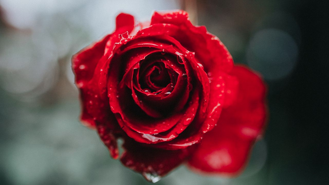 Wallpaper rose, macro, drops, red, flower, blur