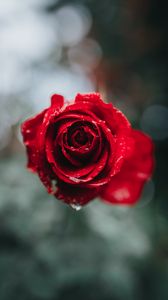 Preview wallpaper rose, macro, drops, red, flower, blur