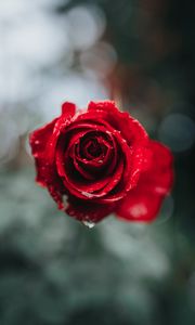 Preview wallpaper rose, macro, drops, red, flower, blur