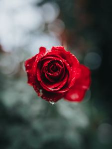 Preview wallpaper rose, macro, drops, red, flower, blur