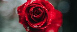 Preview wallpaper rose, macro, drops, red, flower, blur