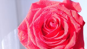 Preview wallpaper rose, macro, drops, dew, flower