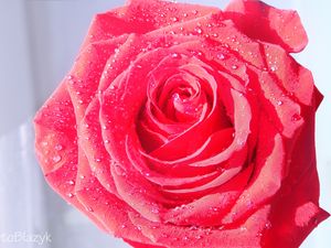 Preview wallpaper rose, macro, drops, dew, flower