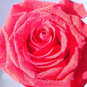 Preview wallpaper rose, macro, drops, dew, flower