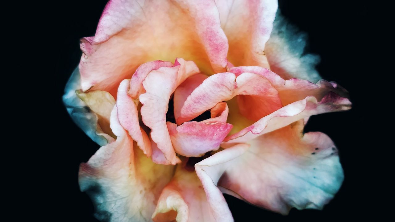 Wallpaper rose, macro, flower, pink